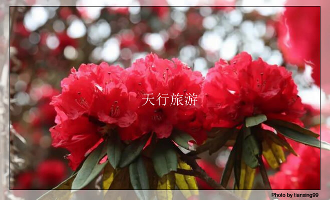 云南包車游攻略，內(nèi)含多條詳細路線推薦其三