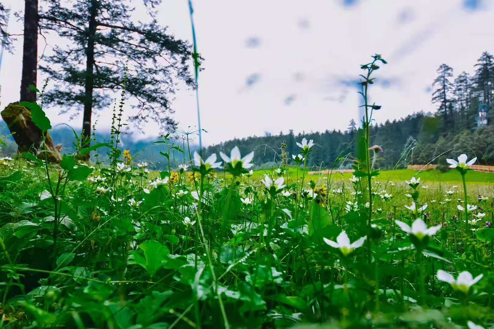 如何做好鄉(xiāng)村旅游市場營銷？