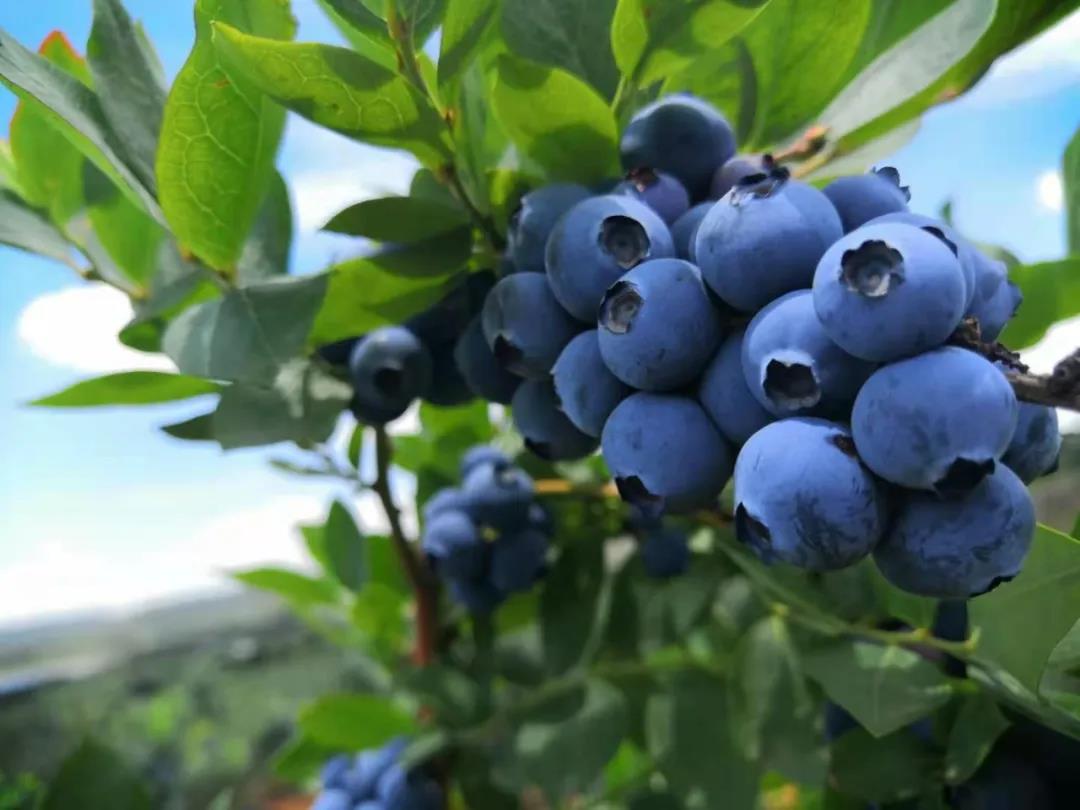 藍莓不限量吃！云南最大藍莓莊園開放，酒莊品酒，燒烤露營玩到不想走