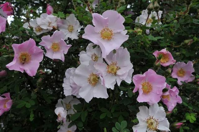 香格里拉高山植物園