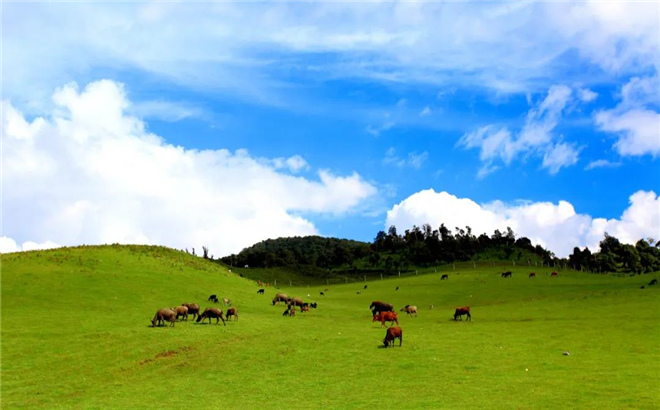 畢業(yè)旅行，來云南臨滄與亞洲象兒來一次 ”最浪漫的邂逅”吧!