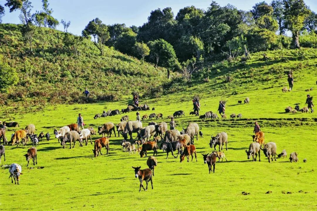 云南居然有能媲美內(nèi)蒙、新疆的草原？