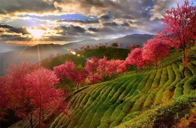 云南旅拍地推薦：云南無(wú)量山櫻花谷，春天到達(dá)最早的地方