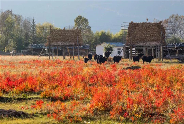 云南傳媒公司：夏天的香格里拉，究竟有多美！！