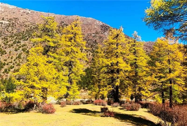 云南傳媒公司：秋天里的童話世界，美得讓你屏住呼吸！