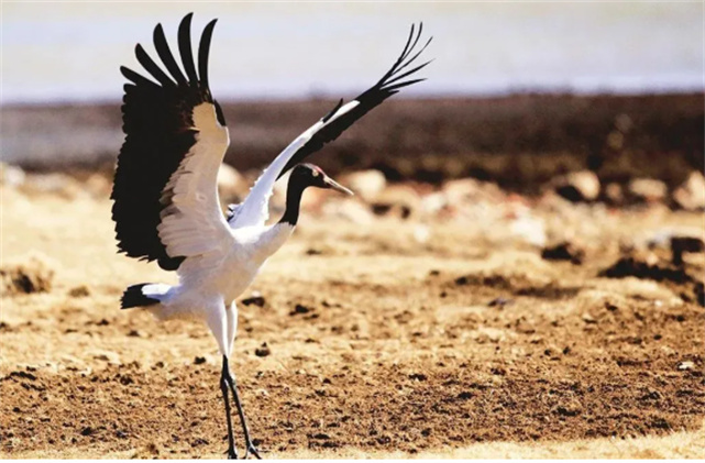 好可愛，快來(lái)圍觀在云南過冬的候鳥吧！