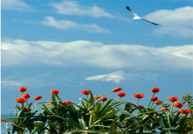 在風光圖片中讀懂大理的春天