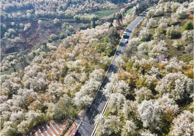 梨花香、梯田美~ 央視帶你“云游”春天里的紅河