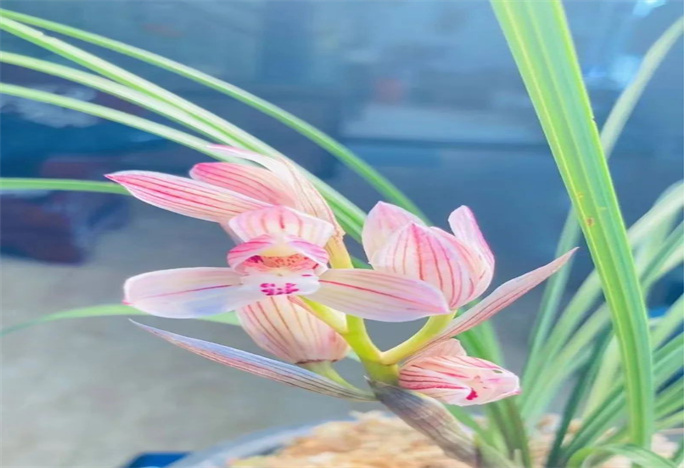 攜一抹蘭香，品味人生，大理蘭花正嬌艷！