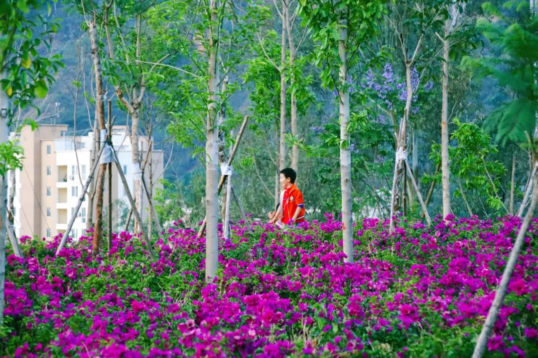 美不美，看看云南巧家城的花與水