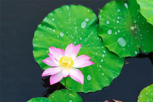 2022普者黑夏令營：山水田園，萬畝荷花游學(xué)，探訪彝族古村，感知民族文化！ 