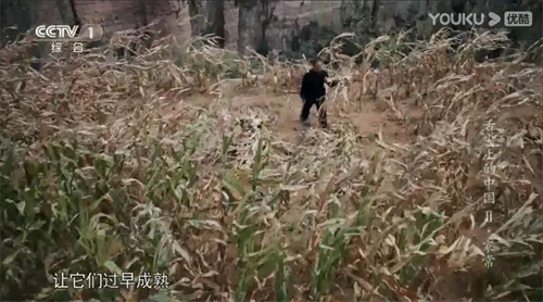 趣說(shuō)人文歷史｜康乾盛世，“番薯盛世”？