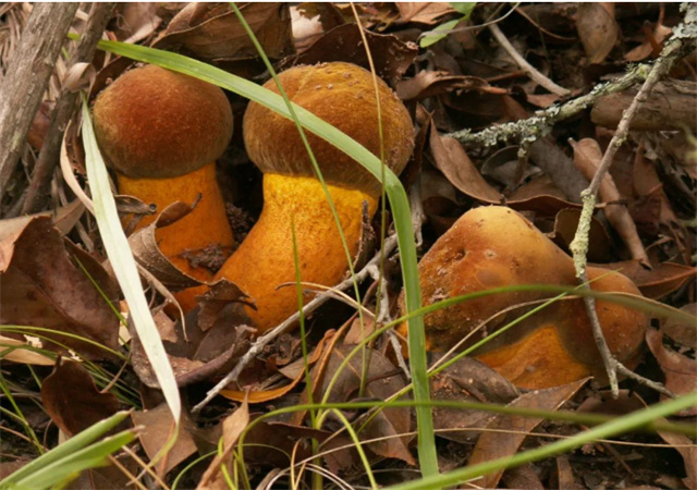 吃菌那些事 | 請(qǐng)轉(zhuǎn)給你的每一個(gè)朋友！