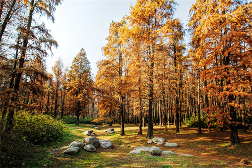 云食 | 酸甜咸辣，西雙版納多種“糯食”美味等你來(lái)嘗！