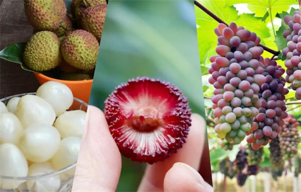 云南旅游,云南旅行社,云南團(tuán)建公司,云南策劃公司,云南會(huì)議會(huì)展,云南活動(dòng)執(zhí)行,云南地接,紅河旅游,紅河旅行社,紅河團(tuán)建公司,紅河策劃公司,紅河會(huì)議會(huì)展,紅河策劃執(zhí)行：嘗盡夏日甜蜜，就在紅河！