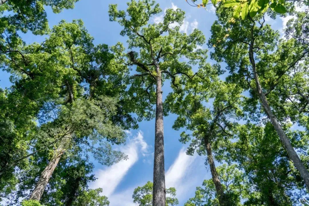 云南旅游,云南團(tuán)建公司,云南策劃公司,云南會(huì)議會(huì)展,云南策劃執(zhí)行,西雙版納團(tuán)建公司,西雙版納策劃公司：冬天去版納怎么玩？3 條路線幫你安排明白