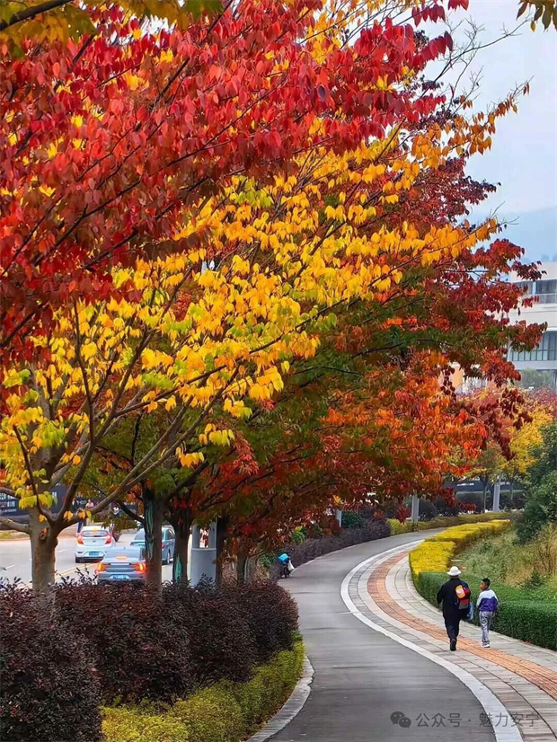 云南旅游,云南旅行社,云南團(tuán)建公司,云南策劃公司,云南會(huì)議會(huì)展,云南策劃執(zhí)行,昆明旅游,昆明旅行社,昆明團(tuán)建公司,昆明策劃公司,昆明會(huì)議會(huì)展：滿樹(shù)深紅出淺黃，秋葉更勝二月花！去安寧邂逅秋天柔軟的輪廓