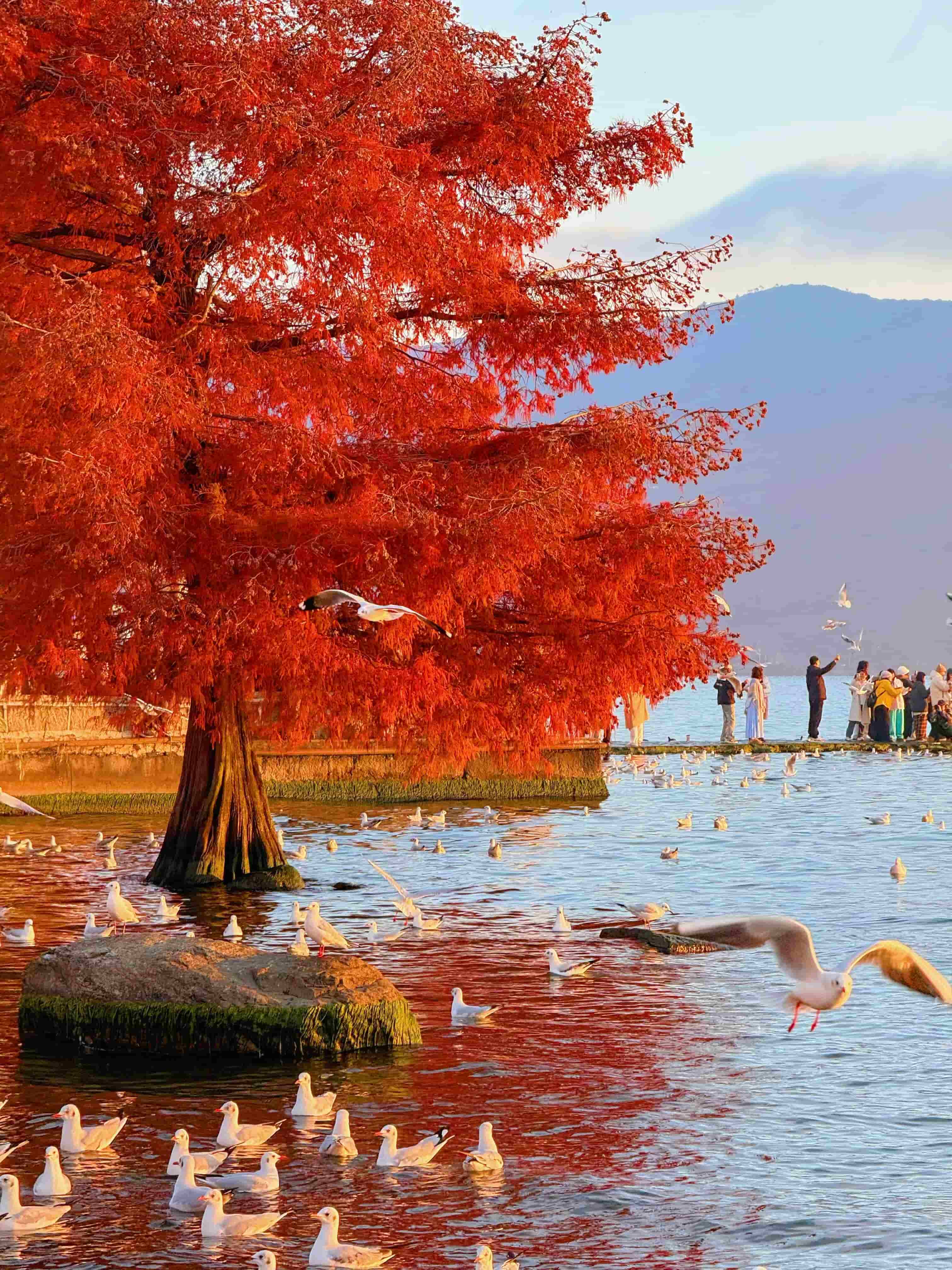 12.3實(shí)拍！云南大理的冬天簡(jiǎn)直是人間理想啊…