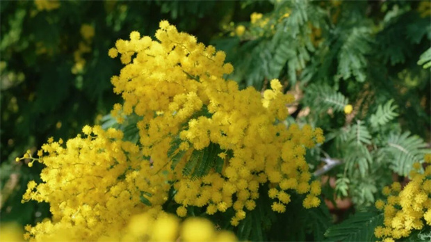 云南旅游,云南旅行社,云南團(tuán)建公司,云南策劃公司,云南會(huì)議會(huì)展,昆明旅游,昆明旅行社,昆明團(tuán)建公司,昆明策劃公司：快抬頭！昆明的春天以一樹(shù)金色開(kāi)始