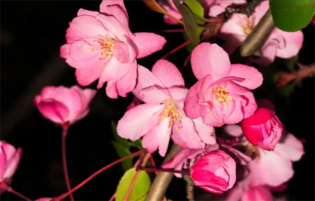 昭通旅游：省耕公園的垂絲海棠已上線，就差你了！