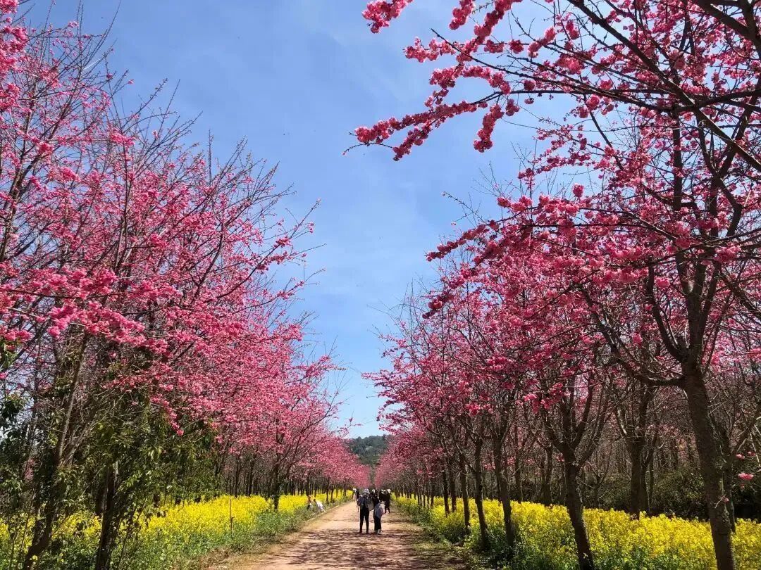 旅居云南丨繁花相伴 茶咖飄香 浪漫春日共赴一場(chǎng)滇南最美鄉(xiāng)愁之旅
