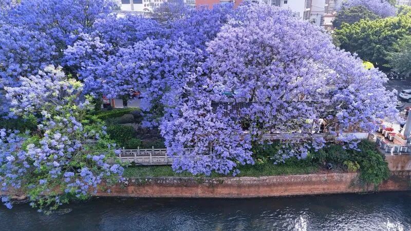 有一種叫云南的生活丨四月，來(lái)紅河赴一場(chǎng)花事